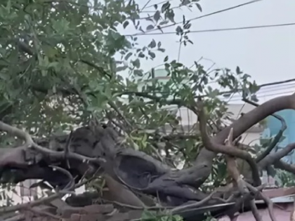 Tragedy in Dwarka: Tree collapse claims four lives amid heavy rain | Tragedy in Dwarka: Tree collapse claims four lives amid heavy rain Tragedy in Dwarka: Tree collapse claims four lives amid heavy rain | Tragedy in Dwarka: Tree collapse claims four lives amid heavy rain