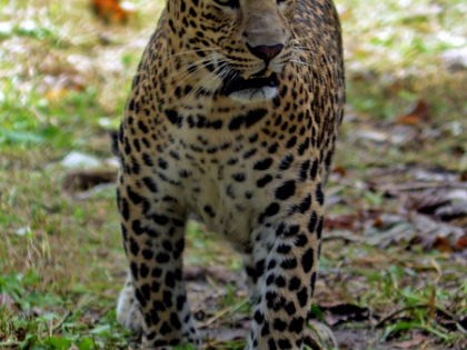 54 leopards in Mumbai forests credited for highest density in world | 54 leopards in Mumbai forests credited for highest density in world 54 leopards in Mumbai forests credited for highest density in world | 54 leopards in Mumbai forests credited for highest density in world