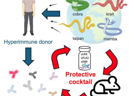 Human antibodies neutralise neurotoxins of 19 of world’s deadliest snakes | Human antibodies neutralise neurotoxins of 19 of world’s deadliest snakes Human antibodies neutralise neurotoxins of 19 of world’s deadliest snakes | Human antibodies neutralise neurotoxins of 19 of world’s deadliest snakes