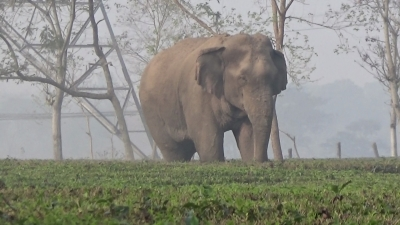 TN Forest Dept steps up patrolling on Udumalpet-Munnar road as wild elephants roam highways | TN Forest Dept steps up patrolling on Udumalpet-Munnar road as wild elephants roam highways TN Forest Dept steps up patrolling on Udumalpet-Munnar road as wild elephants roam highways | TN Forest Dept steps up patrolling on Udumalpet-Munnar road as wild elephants roam highways