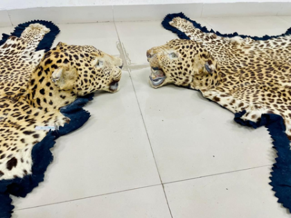 DRI seizes 2 leopard skins, wild boar horn; two suspects apprehended | DRI seizes 2 leopard skins, wild boar horn; two suspects apprehended DRI seizes 2 leopard skins, wild boar horn; two suspects apprehended | DRI seizes 2 leopard skins, wild boar horn; two suspects apprehended