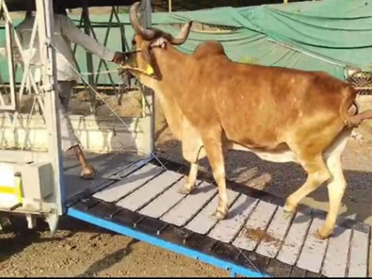 Indian researchers develop smart cage to smoothen cattle transport | Indian researchers develop smart cage to smoothen cattle transport Indian researchers develop smart cage to smoothen cattle transport | Indian researchers develop smart cage to smoothen cattle transport