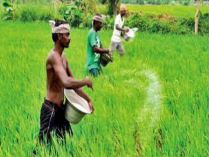IMD forecast for early monsoon brightens Kuruvai prospects in TN's Cauvery delta | IMD forecast for early monsoon brightens Kuruvai prospects in TN's Cauvery delta IMD forecast for early monsoon brightens Kuruvai prospects in TN's Cauvery delta | IMD forecast for early monsoon brightens Kuruvai prospects in TN's Cauvery delta