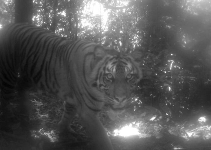 Tiger mauls woman to death in MP | Tiger mauls woman to death in MP Tiger mauls woman to death in MP | Tiger mauls woman to death in MP