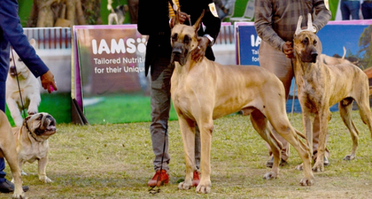 Chennai corporation to launch mass vaccination drive for stray dogs from July | Chennai corporation to launch mass vaccination drive for stray dogs from July Chennai corporation to launch mass vaccination drive for stray dogs from July | Chennai corporation to launch mass vaccination drive for stray dogs from July