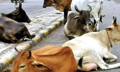 Gujarat: Ahmedabad repurposes 2,000 kg of cattle waste daily | Gujarat: Ahmedabad repurposes 2,000 kg of cattle waste daily Gujarat: Ahmedabad repurposes 2,000 kg of cattle waste daily | Gujarat: Ahmedabad repurposes 2,000 kg of cattle waste daily