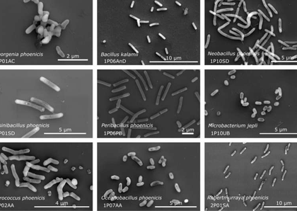 26 new bacterial species in NASA cleanrooms to hold clues to space survival | 26 new bacterial species in NASA cleanrooms to hold clues to space survival 26 new bacterial species in NASA cleanrooms to hold clues to space survival | 26 new bacterial species in NASA cleanrooms to hold clues to space survival
