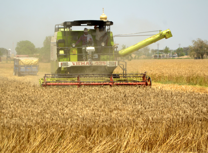 MP procures 77.74 lakh tons of wheat this season | MP procures 77.74 lakh tons of wheat this season MP procures 77.74 lakh tons of wheat this season | MP procures 77.74 lakh tons of wheat this season