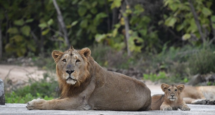 Asiatic lion census underway in Gujarat to cover 35,000 sq km | Asiatic lion census underway in Gujarat to cover 35,000 sq km Asiatic lion census underway in Gujarat to cover 35,000 sq km | Asiatic lion census underway in Gujarat to cover 35,000 sq km