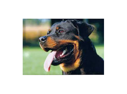 Gujarat: Four-month-old infant mauled to death by pet Rottweiler in Ahmedabad | Gujarat: Four-month-old infant mauled to death by pet Rottweiler in Ahmedabad Gujarat: Four-month-old infant mauled to death by pet Rottweiler in Ahmedabad | Gujarat: Four-month-old infant mauled to death by pet Rottweiler in Ahmedabad