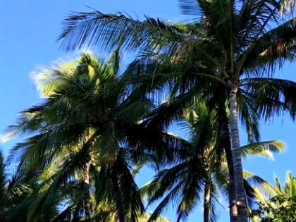 TN farmers seek urgent help from govt as 28 lakh diseased coconut trees face axe in Coimbatore | TN farmers seek urgent help from govt as 28 lakh diseased coconut trees face axe in Coimbatore TN farmers seek urgent help from govt as 28 lakh diseased coconut trees face axe in Coimbatore | TN farmers seek urgent help from govt as 28 lakh diseased coconut trees face axe in Coimbatore