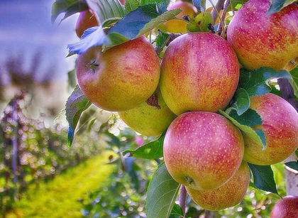 Himalayan apple growers seek ban on the fruit's imports from Turkey | Himalayan apple growers seek ban on the fruit's imports from Turkey
