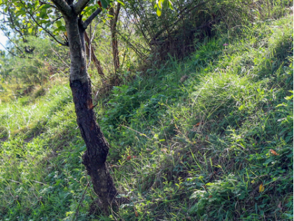 India among world's few countries to record rise in forest cover | India among world's few countries to record rise in forest cover