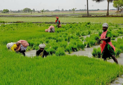 TN farmers begin preparations for Kurivai paddy cultivation amid promising monsoon forecast | TN farmers begin preparations for Kurivai paddy cultivation amid promising monsoon forecast TN farmers begin preparations for Kurivai paddy cultivation amid promising monsoon forecast | TN farmers begin preparations for Kurivai paddy cultivation amid promising monsoon forecast