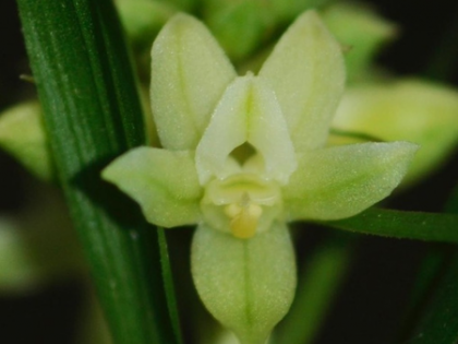 70 orchid species documented in Assam’s Kaziranga National Park | 70 orchid species documented in Assam’s Kaziranga National Park 70 orchid species documented in Assam’s Kaziranga National Park | 70 orchid species documented in Assam’s Kaziranga National Park