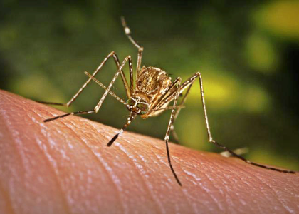 Dengue fever cases surge in Southern Vietnam | Dengue fever cases surge in Southern Vietnam