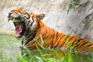 Tribal man killed in second tiger attack within fortnight in MP's Balaghat | Tribal man killed in second tiger attack within fortnight in MP's Balaghat Tribal man killed in second tiger attack within fortnight in MP's Balaghat | Tribal man killed in second tiger attack within fortnight in MP's Balaghat