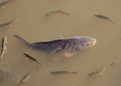 Centre to set up 4 integrated aquaparks in northeast to boost fish production | Centre to set up 4 integrated aquaparks in northeast to boost fish production Centre to set up 4 integrated aquaparks in northeast to boost fish production | Centre to set up 4 integrated aquaparks in northeast to boost fish production