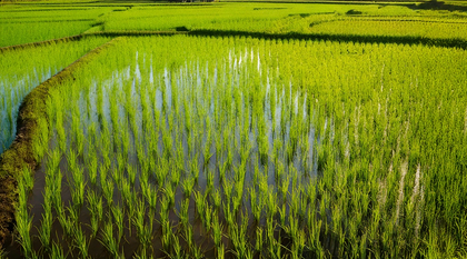 TN agri technocrats seek efficient use of water resources, recommend timely paddy cultivation | TN agri technocrats seek efficient use of water resources, recommend timely paddy cultivation TN agri technocrats seek efficient use of water resources, recommend timely paddy cultivation | TN agri technocrats seek efficient use of water resources, recommend timely paddy cultivation
