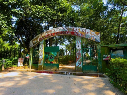 Three tiger cubs born at Tripura’s Sepahijala Zoo after 53 years | Three tiger cubs born at Tripura’s Sepahijala Zoo after 53 years Three tiger cubs born at Tripura’s Sepahijala Zoo after 53 years | Three tiger cubs born at Tripura’s Sepahijala Zoo after 53 years