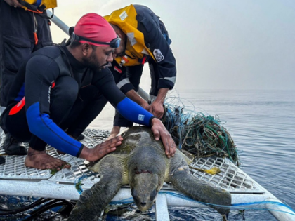 Operation Olivia: Coast Guard’s annual drill saves 6.98 lakh Ridley turtles | Operation Olivia: Coast Guard’s annual drill saves 6.98 lakh Ridley turtles Operation Olivia: Coast Guard’s annual drill saves 6.98 lakh Ridley turtles | Operation Olivia: Coast Guard’s annual drill saves 6.98 lakh Ridley turtles