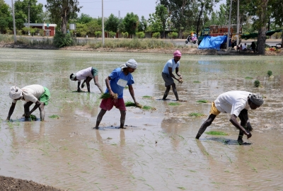 Punjab to ensure uninterrupted power supply during paddy plantation | Punjab to ensure uninterrupted power supply during paddy plantation Punjab to ensure uninterrupted power supply during paddy plantation | Punjab to ensure uninterrupted power supply during paddy plantation
