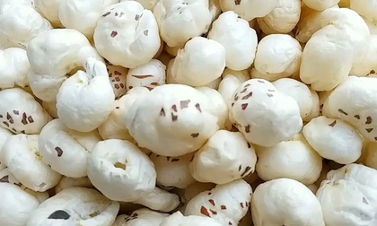 National symposium charts roadmap for Makhana as Bihar’s rural growth engine | National symposium charts roadmap for Makhana as Bihar’s rural growth engine National symposium charts roadmap for Makhana as Bihar’s rural growth engine | National symposium charts roadmap for Makhana as Bihar’s rural growth engine