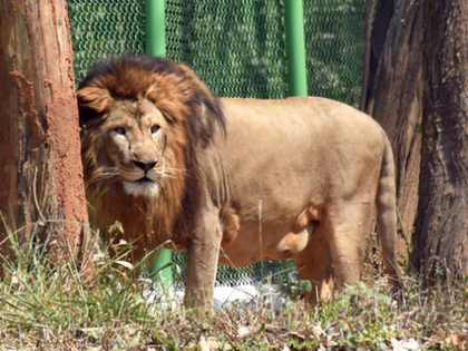 16th census confirms 891 Asiatic lions across 11 districts of Gujarat | 16th census confirms 891 Asiatic lions across 11 districts of Gujarat 16th census confirms 891 Asiatic lions across 11 districts of Gujarat | 16th census confirms 891 Asiatic lions across 11 districts of Gujarat