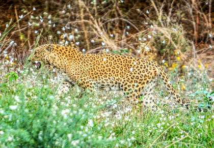 TN villagers protest in Erode demanding capture of leopard after killing of 2 cow calves | TN villagers protest in Erode demanding capture of leopard after killing of 2 cow calves