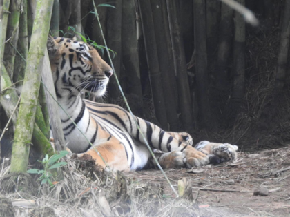 Tripura CM hails birth of three tiger cubs at Sepahijala zoo after 53 years | Tripura CM hails birth of three tiger cubs at Sepahijala zoo after 53 years Tripura CM hails birth of three tiger cubs at Sepahijala zoo after 53 years | Tripura CM hails birth of three tiger cubs at Sepahijala zoo after 53 years