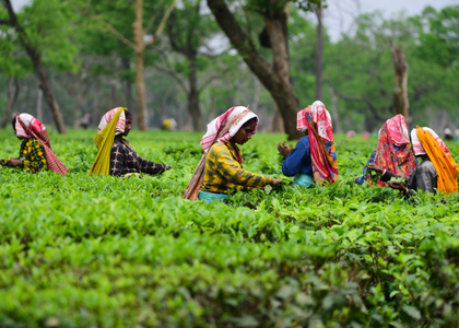 Assam: Wages of tea garden labourers hiked | Assam: Wages of tea garden labourers hiked Assam: Wages of tea garden labourers hiked | Assam: Wages of tea garden labourers hiked
