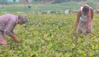 Bihar: Jamui farmers express satisfaction with PM-KISAN scheme | Bihar: Jamui farmers express satisfaction with PM-KISAN scheme Bihar: Jamui farmers express satisfaction with PM-KISAN scheme | Bihar: Jamui farmers express satisfaction with PM-KISAN scheme