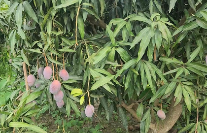 Patriotism in every bite: ‘Sindoor’ mango launched to salute soldiers and PM Modi | Patriotism in every bite: ‘Sindoor’ mango launched to salute soldiers and PM Modi Patriotism in every bite: ‘Sindoor’ mango launched to salute soldiers and PM Modi | Patriotism in every bite: ‘Sindoor’ mango launched to salute soldiers and PM Modi