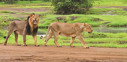 Mann Ki Baat: PM Modi credits community-led conservation for rise in lion numbers in Gir | Mann Ki Baat: PM Modi credits community-led conservation for rise in lion numbers in Gir Mann Ki Baat: PM Modi credits community-led conservation for rise in lion numbers in Gir | Mann Ki Baat: PM Modi credits community-led conservation for rise in lion numbers in Gir