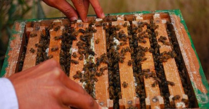 Mann Ki Baat: India among world's leading honey-producing countries, says PM Modi | Mann Ki Baat: India among world's leading honey-producing countries, says PM Modi Mann Ki Baat: India among world's leading honey-producing countries, says PM Modi | Mann Ki Baat: India among world's leading honey-producing countries, says PM Modi