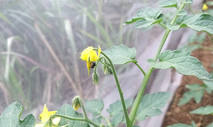 Stingless bee species found by Nagaland University researchers may boost crop yield, quality | Stingless bee species found by Nagaland University researchers may boost crop yield, quality