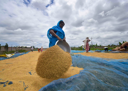 ICAR refutes allegations of bias in evaluation of gene-edited rice varieties | ICAR refutes allegations of bias in evaluation of gene-edited rice varieties