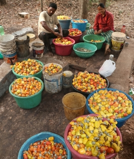 Cashew farmers in TN's Nagapattinam face 50 pc yield loss due to unseasonal rains, pests | Cashew farmers in TN's Nagapattinam face 50 pc yield loss due to unseasonal rains, pests
