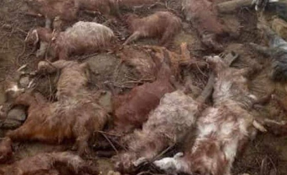 J&K: Lightning kills over 100 sheep & goats in Rajouri | J&K: Lightning kills over 100 sheep & goats in Rajouri J&K: Lightning kills over 100 sheep & goats in Rajouri | J&K: Lightning kills over 100 sheep & goats in Rajouri