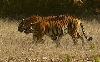 Trapped between rocks, tigress found dead in Kanha Tiger Reserve | Trapped between rocks, tigress found dead in Kanha Tiger Reserve Trapped between rocks, tigress found dead in Kanha Tiger Reserve | Trapped between rocks, tigress found dead in Kanha Tiger Reserve