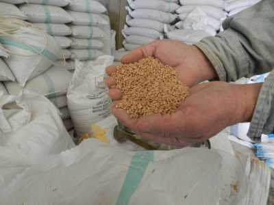 Centre imposes wheat stock limits on traders to keep prices in check | Centre imposes wheat stock limits on traders to keep prices in check Centre imposes wheat stock limits on traders to keep prices in check | Centre imposes wheat stock limits on traders to keep prices in check