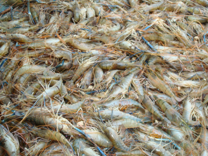 Indian shrimp exporters to see 2-3 pc uptick in revenues this fiscal | Indian shrimp exporters to see 2-3 pc uptick in revenues this fiscal Indian shrimp exporters to see 2-3 pc uptick in revenues this fiscal | Indian shrimp exporters to see 2-3 pc uptick in revenues this fiscal