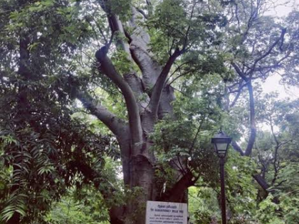 Chennai launches ‘Heritage Trees’ initiative to protect rare, endangered species | Chennai launches ‘Heritage Trees’ initiative to protect rare, endangered species
