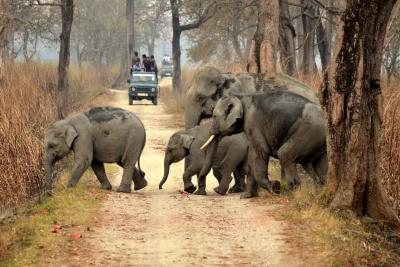Assam's 'Gaja Mitra' to help curb human-elephant conflict | Assam's 'Gaja Mitra' to help curb human-elephant conflict Assam's 'Gaja Mitra' to help curb human-elephant conflict | Assam's 'Gaja Mitra' to help curb human-elephant conflict