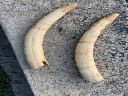 Man arrested for involvement in wildlife crimes; elephant tusks valued at Rs 50 lakh recovered | Man arrested for involvement in wildlife crimes; elephant tusks valued at Rs 50 lakh recovered Man arrested for involvement in wildlife crimes; elephant tusks valued at Rs 50 lakh recovered | Man arrested for involvement in wildlife crimes; elephant tusks valued at Rs 50 lakh recovered