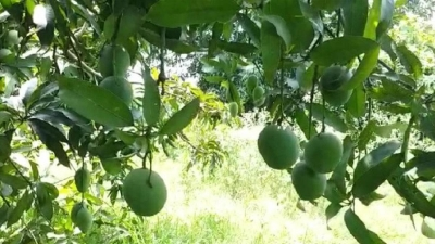 TN farmers to hold statewide protest on June 10 over mango price crash | TN farmers to hold statewide protest on June 10 over mango price crash TN farmers to hold statewide protest on June 10 over mango price crash | TN farmers to hold statewide protest on June 10 over mango price crash