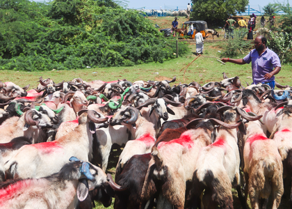 India can become global leader in livestock exports, aim for 20 pc rise in FY26 | India can become global leader in livestock exports, aim for 20 pc rise in FY26 India can become global leader in livestock exports, aim for 20 pc rise in FY26 | India can become global leader in livestock exports, aim for 20 pc rise in FY26