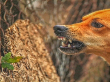 Fresh cases trigger fear in MP's Barwani as villagers grapple with unresolved animal attacks | Fresh cases trigger fear in MP's Barwani as villagers grapple with unresolved animal attacks