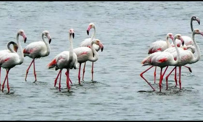 TN notifies Greater Flamingo sanctuary at Dhanushkodi | TN notifies Greater Flamingo sanctuary at Dhanushkodi TN notifies Greater Flamingo sanctuary at Dhanushkodi | TN notifies Greater Flamingo sanctuary at Dhanushkodi