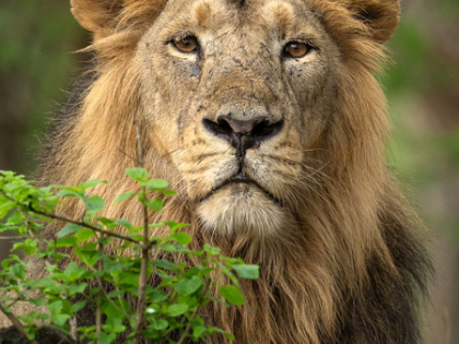 Five fined for intrusion in Gir's protected zone | Five fined for intrusion in Gir's protected zone Five fined for intrusion in Gir's protected zone | Five fined for intrusion in Gir's protected zone